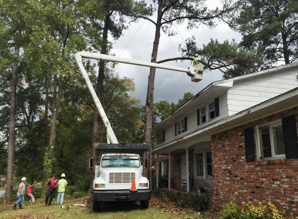 How Our Tree Care Process Works  in  Ashland, OR