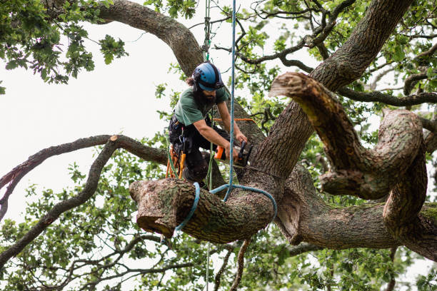 Professional Tree Care in Ashland, OR