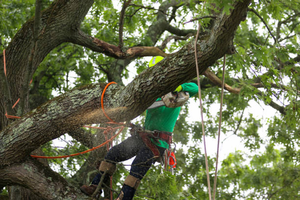 Tree and Shrub Care in Ashland, OR